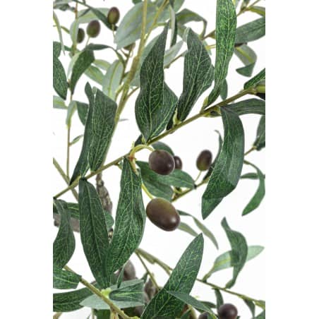 PIANTA ULIVO C-VASO 984 FOGLIE H156