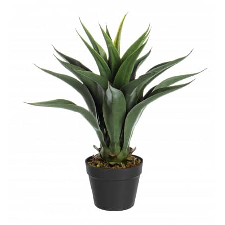 PIANTA AGAVE C-VASO 25 FOGLIE H60
