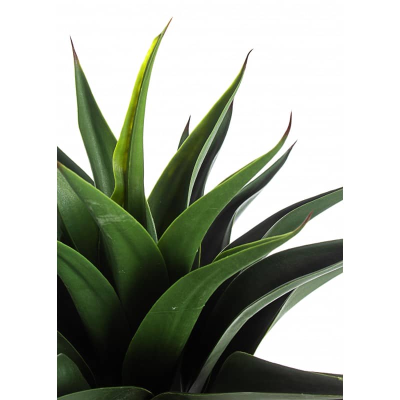 PIANTA AGAVE C-VASO 25 FOGLIE H60
