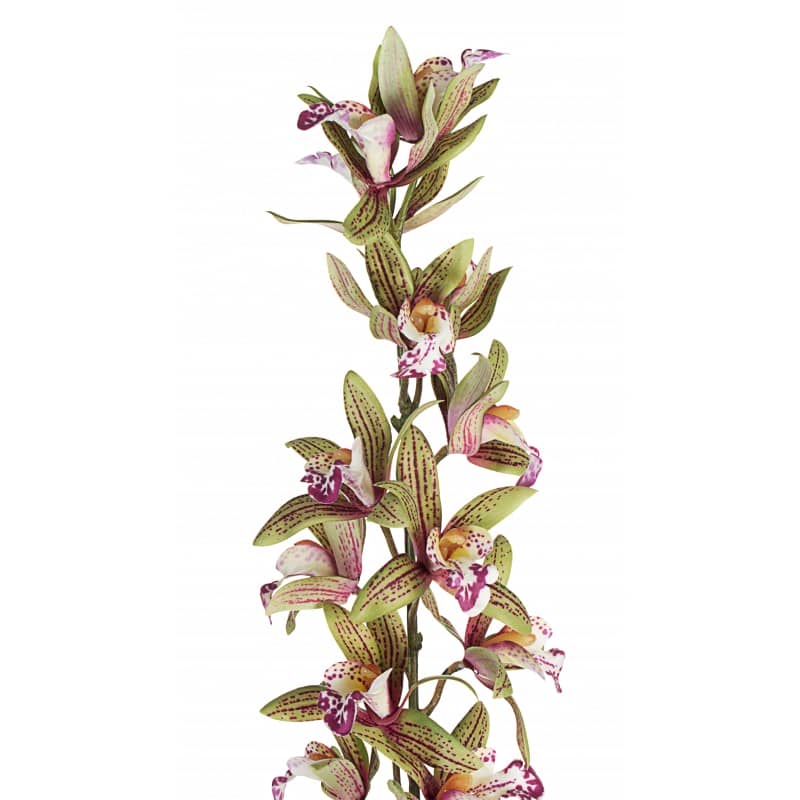 ORCHIDEA DENDROBIUM X15F VARIEGATA H104